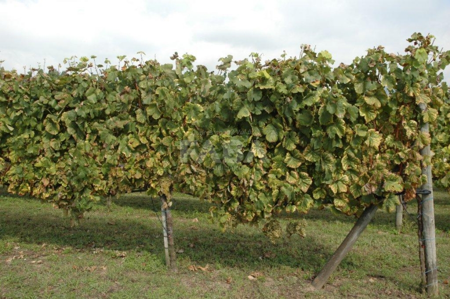 Imagem de Quinta da Seara